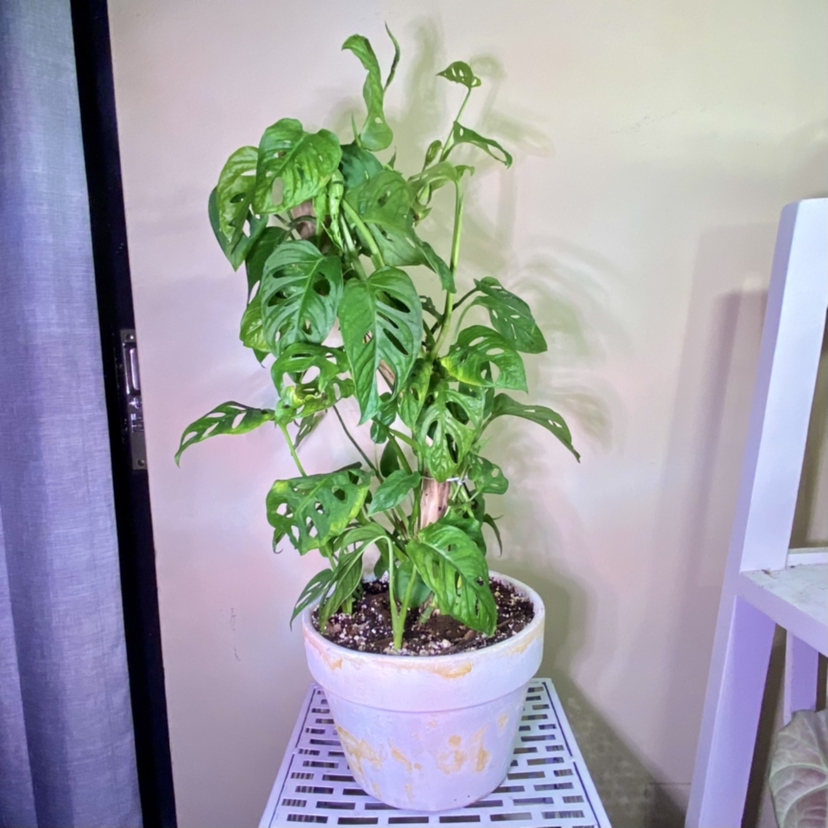 Window Leaf plant photo by @Ashnlava named Adansonii on Greg, the plant care app.