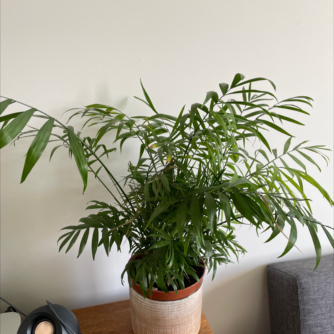 Parlour Palm plant photo by Nick named Dolores on Greg, the plant care app.