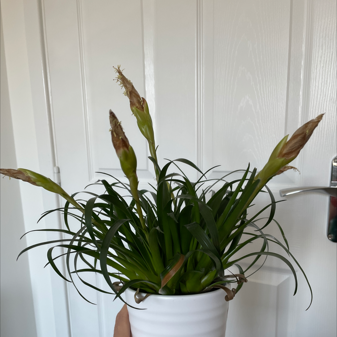 Flaming Sword Bromeliad plant photo by Nick named Bigleef Smalls on Greg, the plant care app.