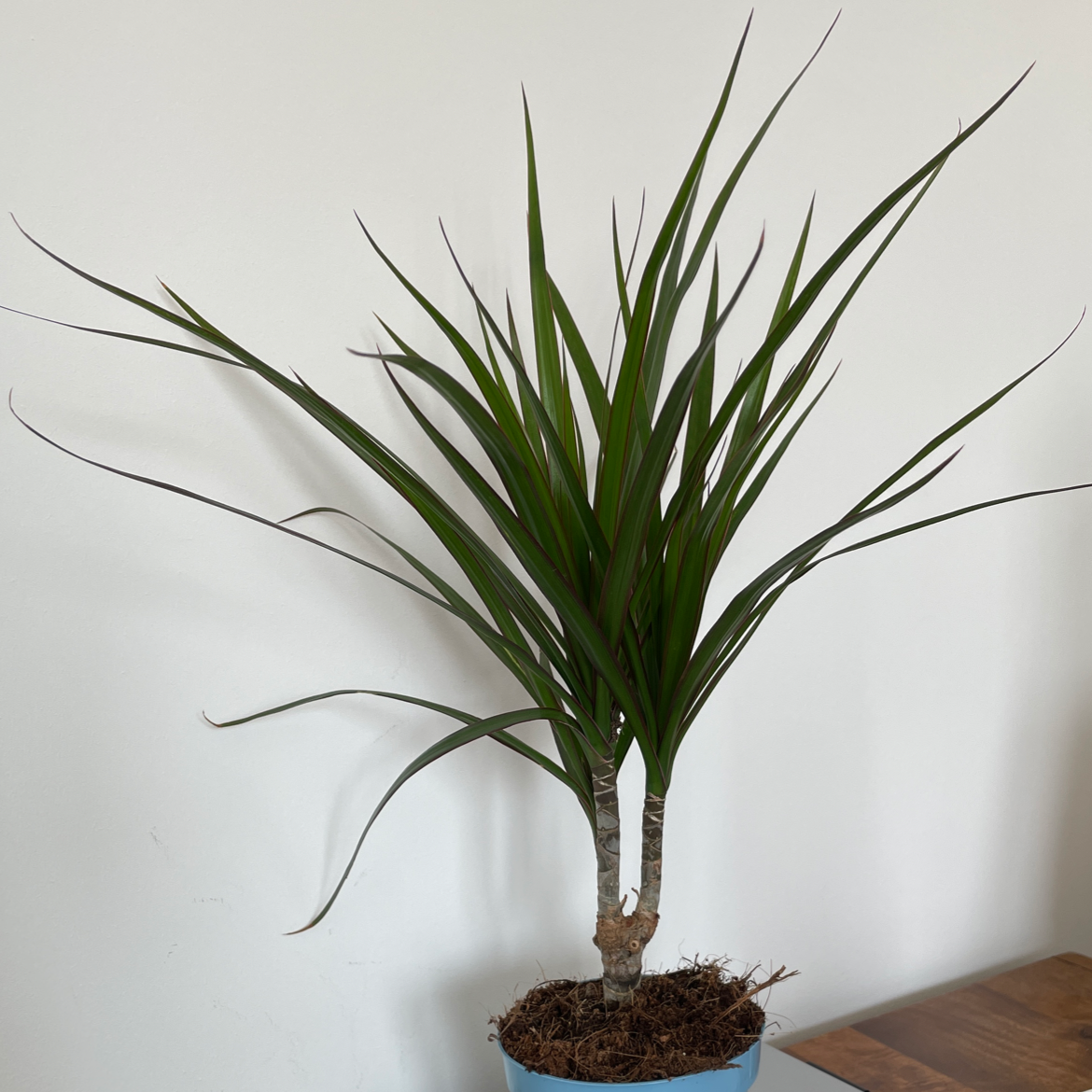 Photo of the plant species Dracaena 'Ray of Sunshine' by Nick named Drake on Greg, the plant care app