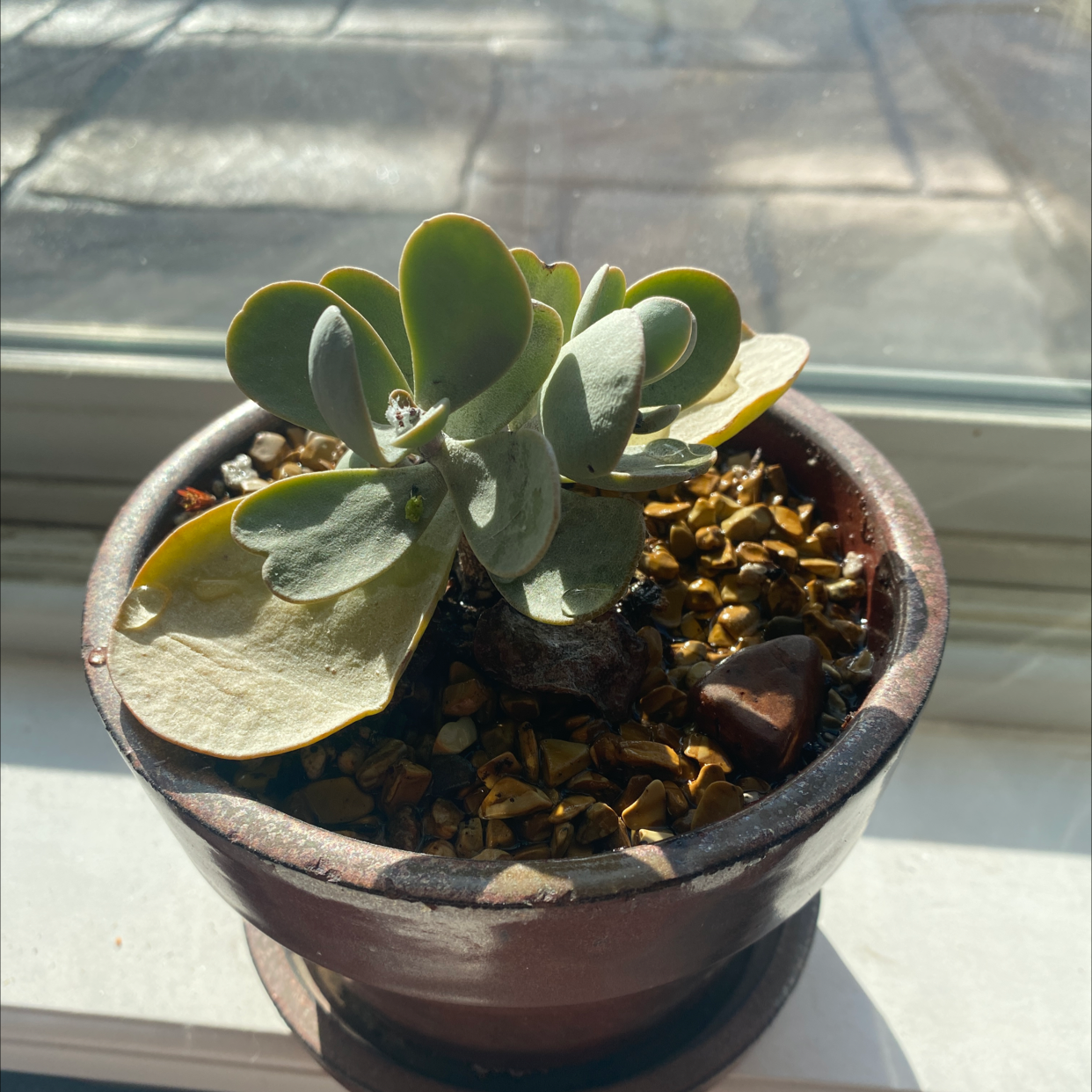 Flapjacks plant (Kalanchoe thyrsiflora) in a pot on a windowsill with some yellowing leaves.
