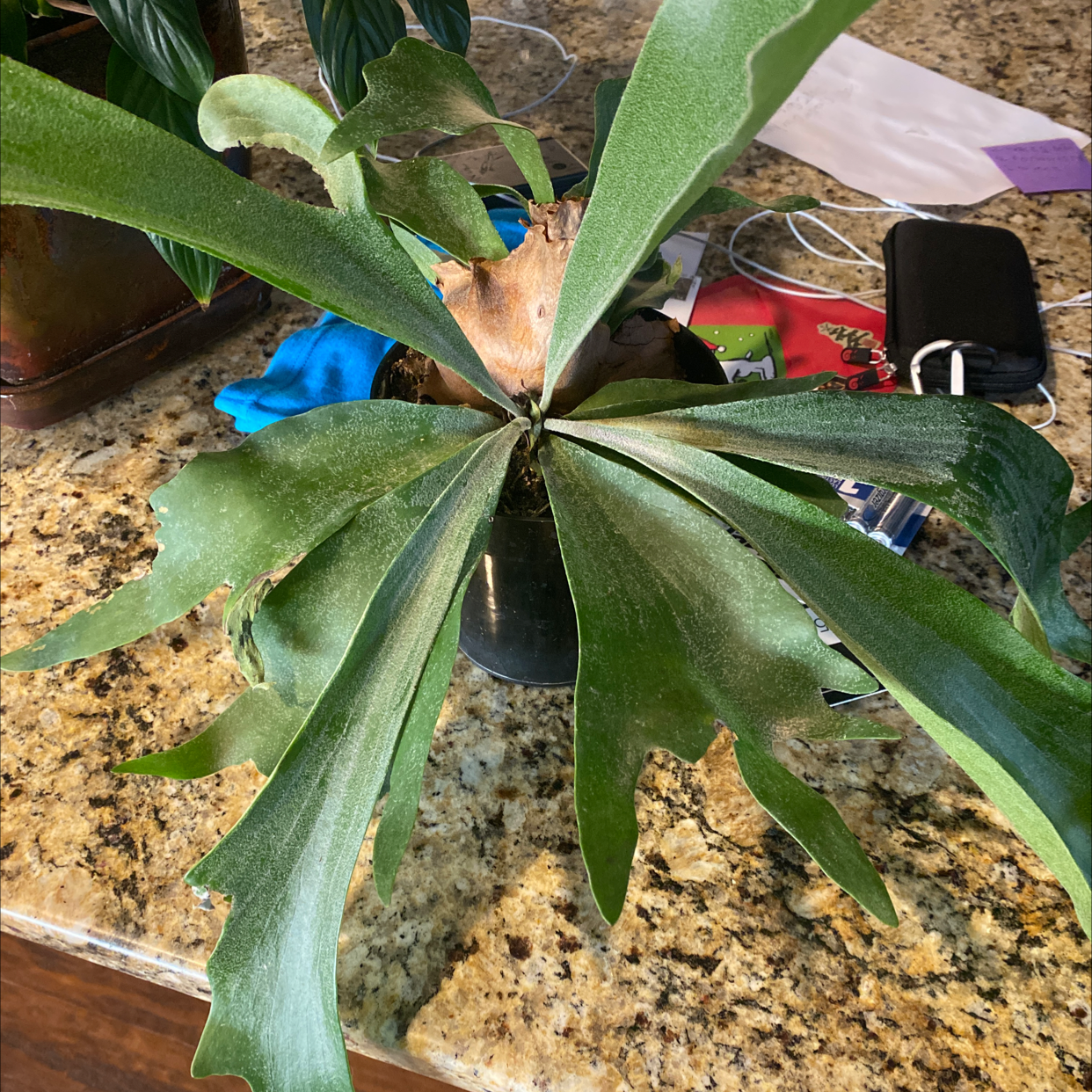 Elkhorn Fern with broad, green fronds in a pot on a countertop.