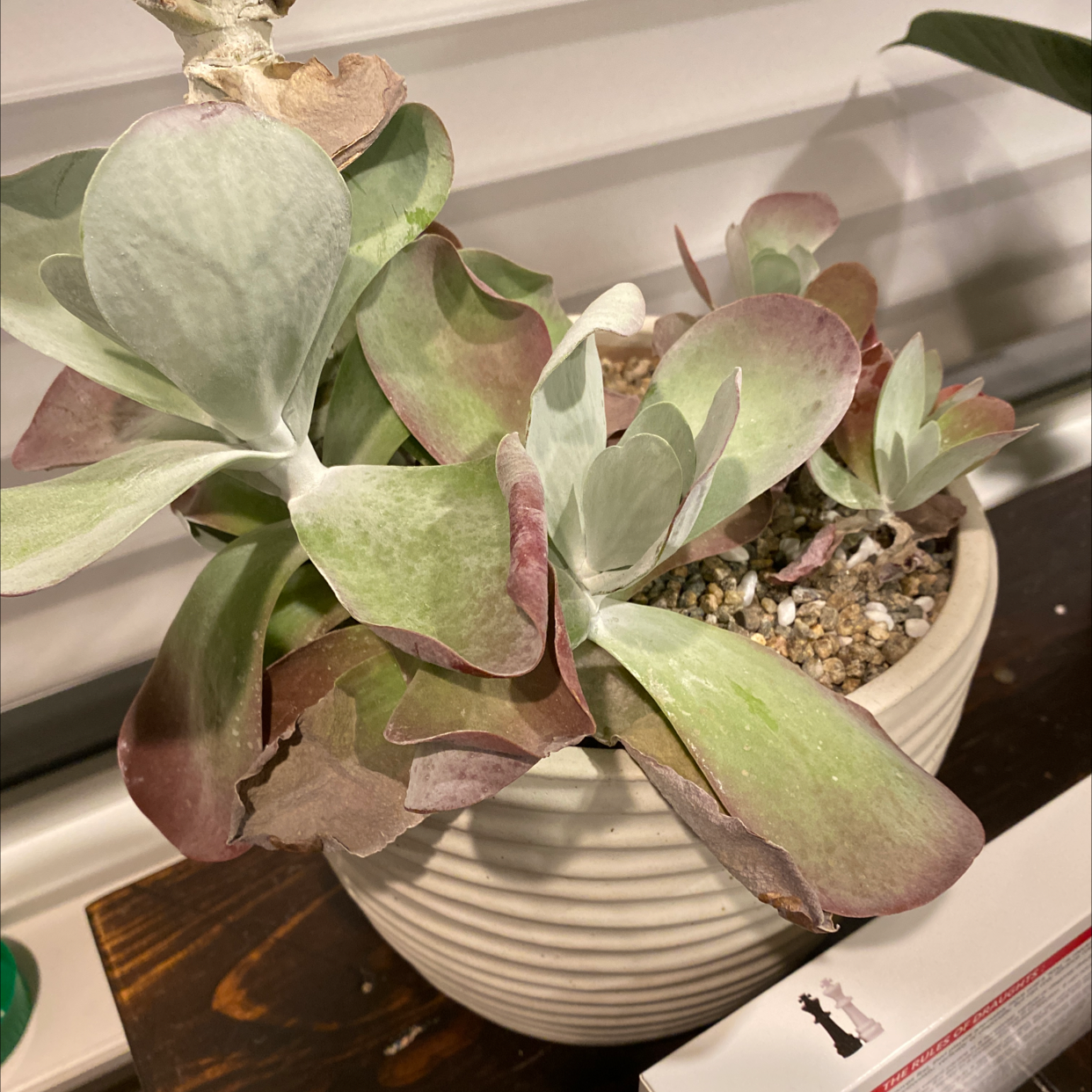 Flapjacks plant (Kalanchoe thyrsiflora) in a pot with some leaf browning and visible soil.