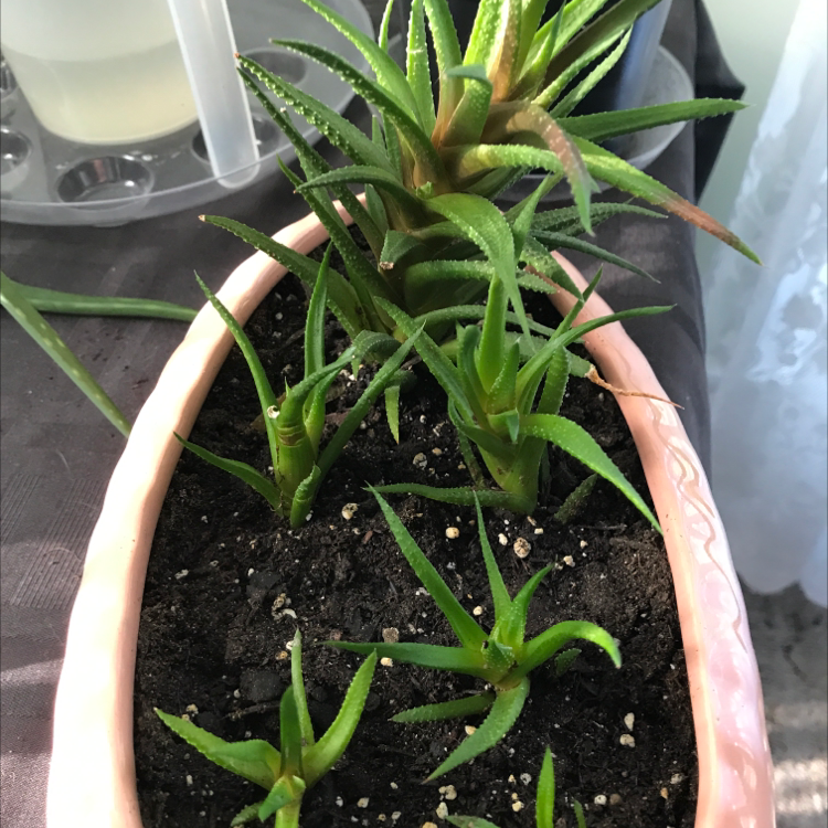 Zebra Plant plant photo by @DebBerlin named Great Aunt Mary 2 on Greg, the plant care app.