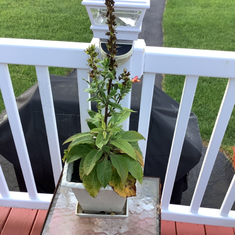Potted Common Foxglove plant with some yellowing and browning leaves.