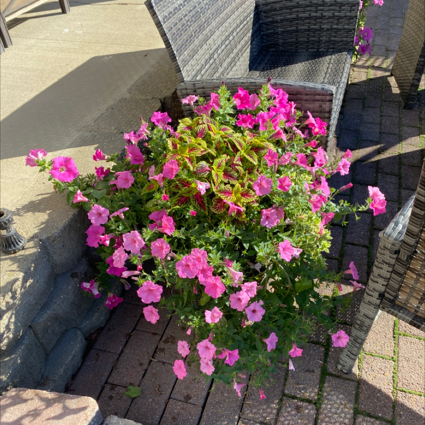 Marvel of Peru plant with vibrant pink flowers in an outdoor setting.