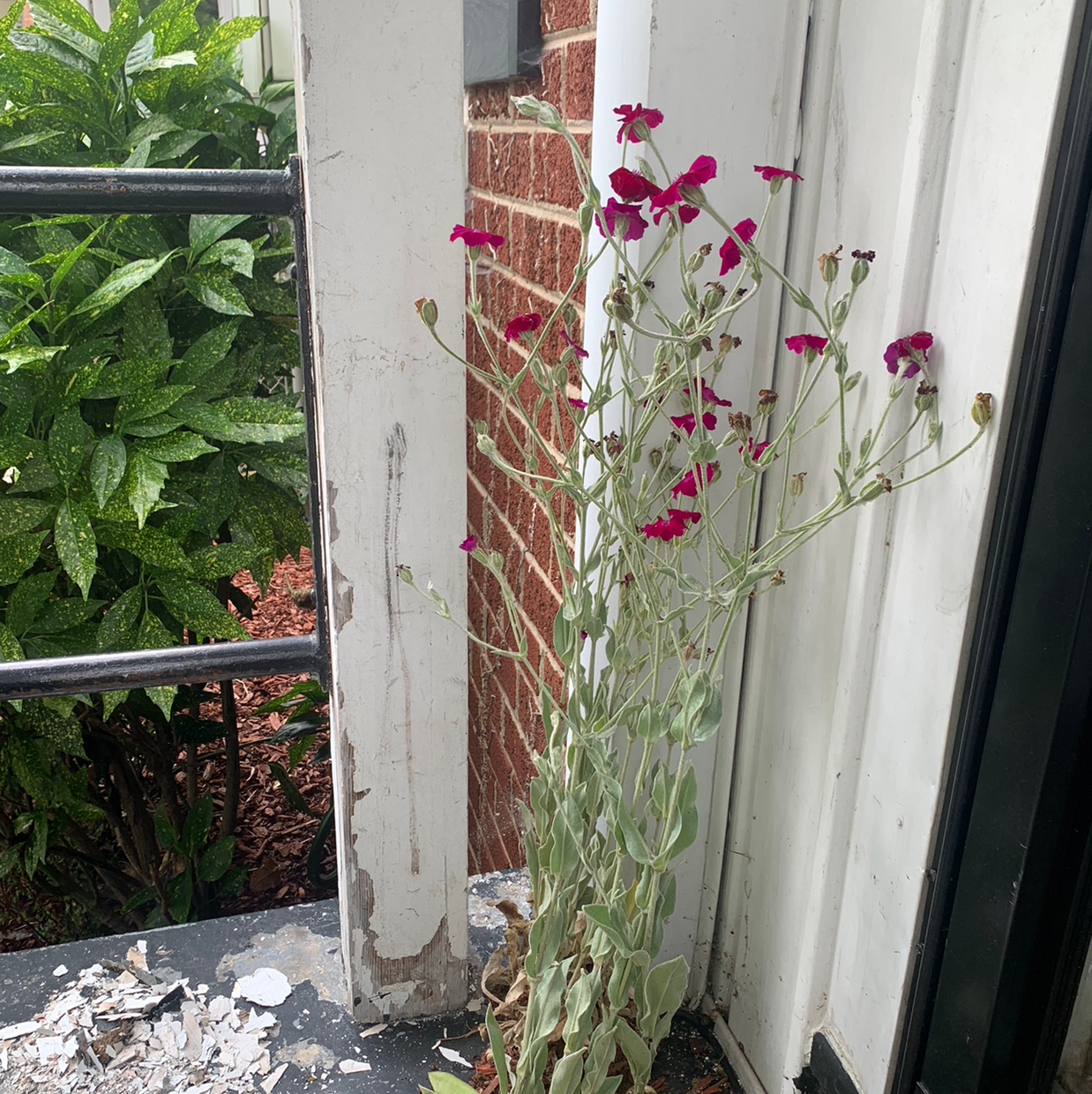 How and When Should I Cut Back My Rose Campion?
