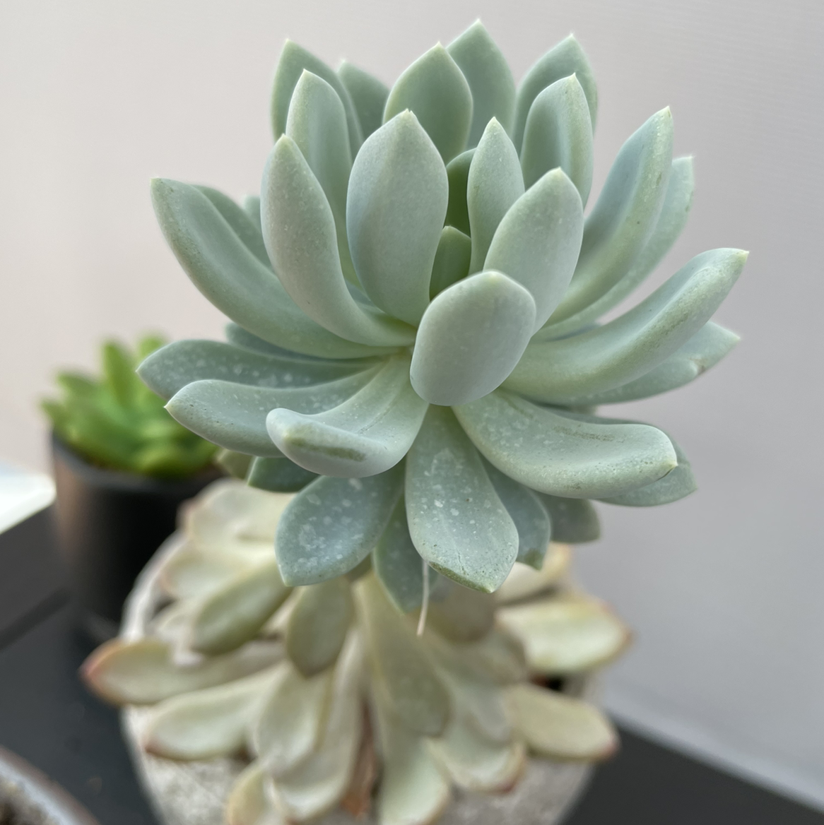 Echeveria 'Arctic Ice' succulent with pale green rosette leaves and white speckles.