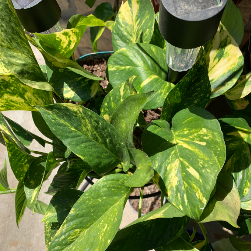 Lush, healthy golden pothos plant with vibrant green and yellow variegated leaves trailing from a hanging basket.
