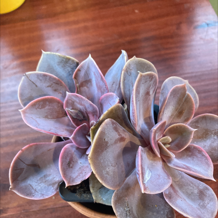 Ghost Plant (Graptopetalum paraguayense) succulent with some leaf discoloration in a small pot.