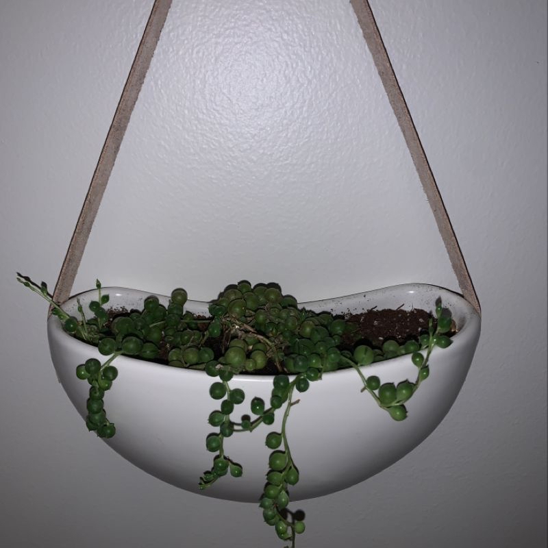 String of Pearls plant in a hanging white pot with visible soil and healthy green leaves.
