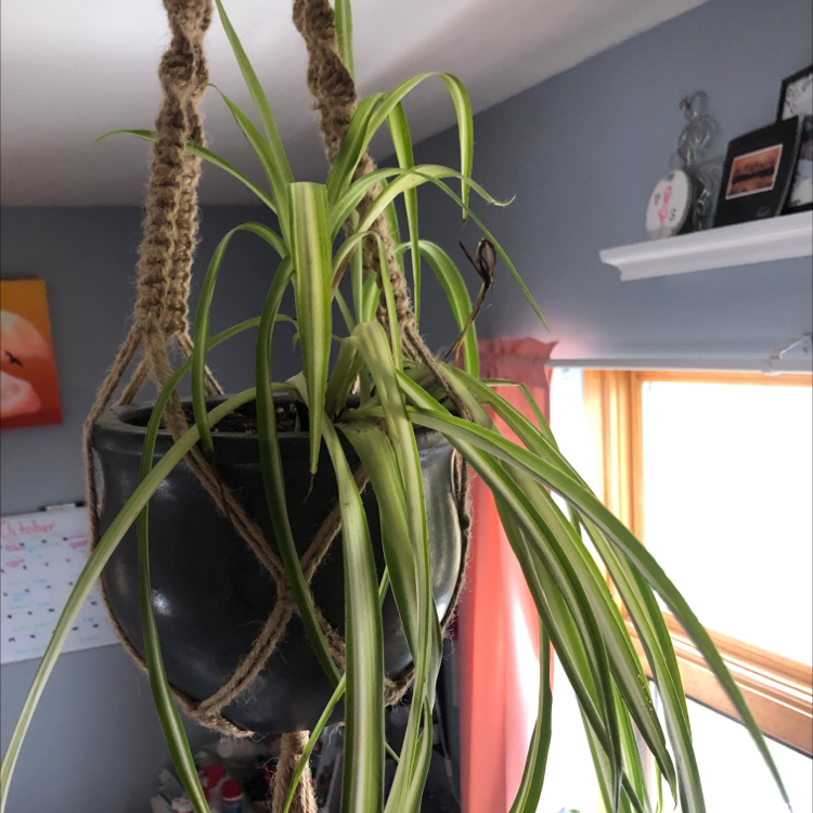 Variegated Spider Plant plant photo by @taylorship named Sam on Greg, the plant care app.
