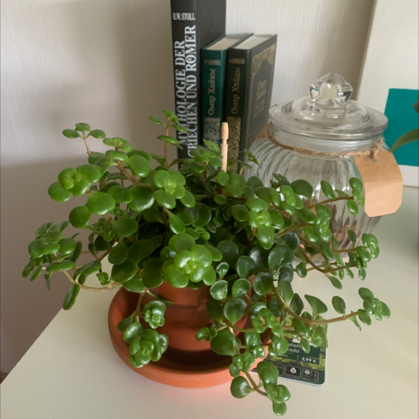 Photo of the plant species Sedum 'Tundra Tornado' by @Hera named Willow on Greg, the plant care app