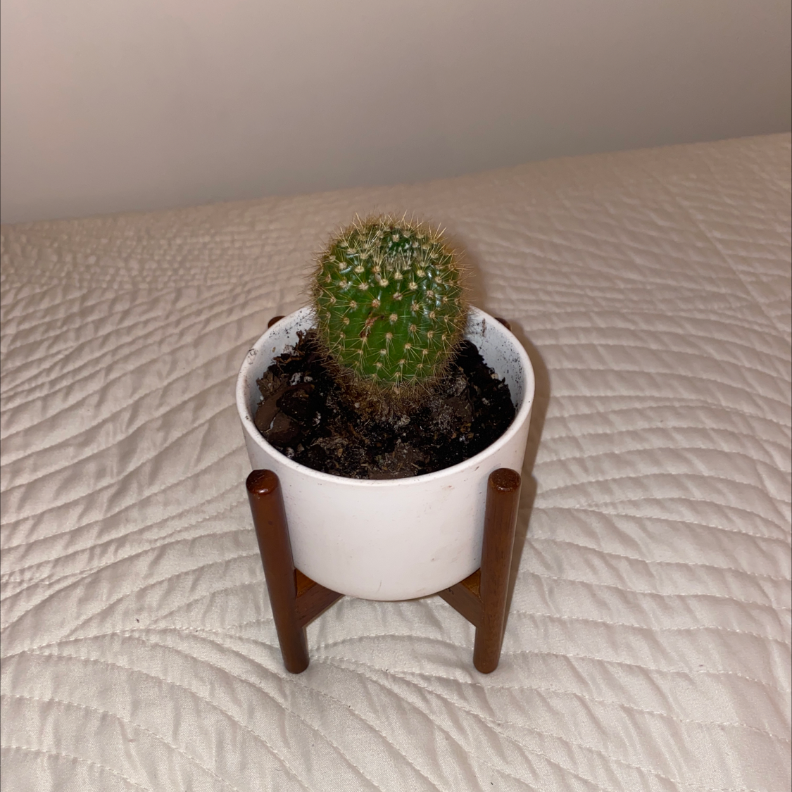 A healthy Golden Torch cactus in a white pot with a wooden stand on a quilted surface.