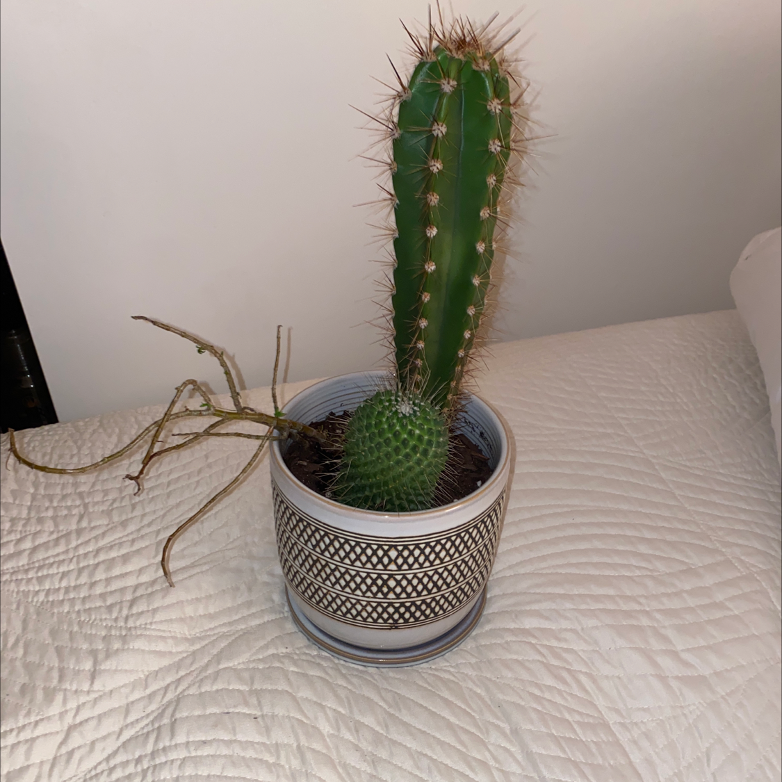 Blue Columnar Cactus in a decorative pot on a bed, with another unhealthy plant in the same pot.