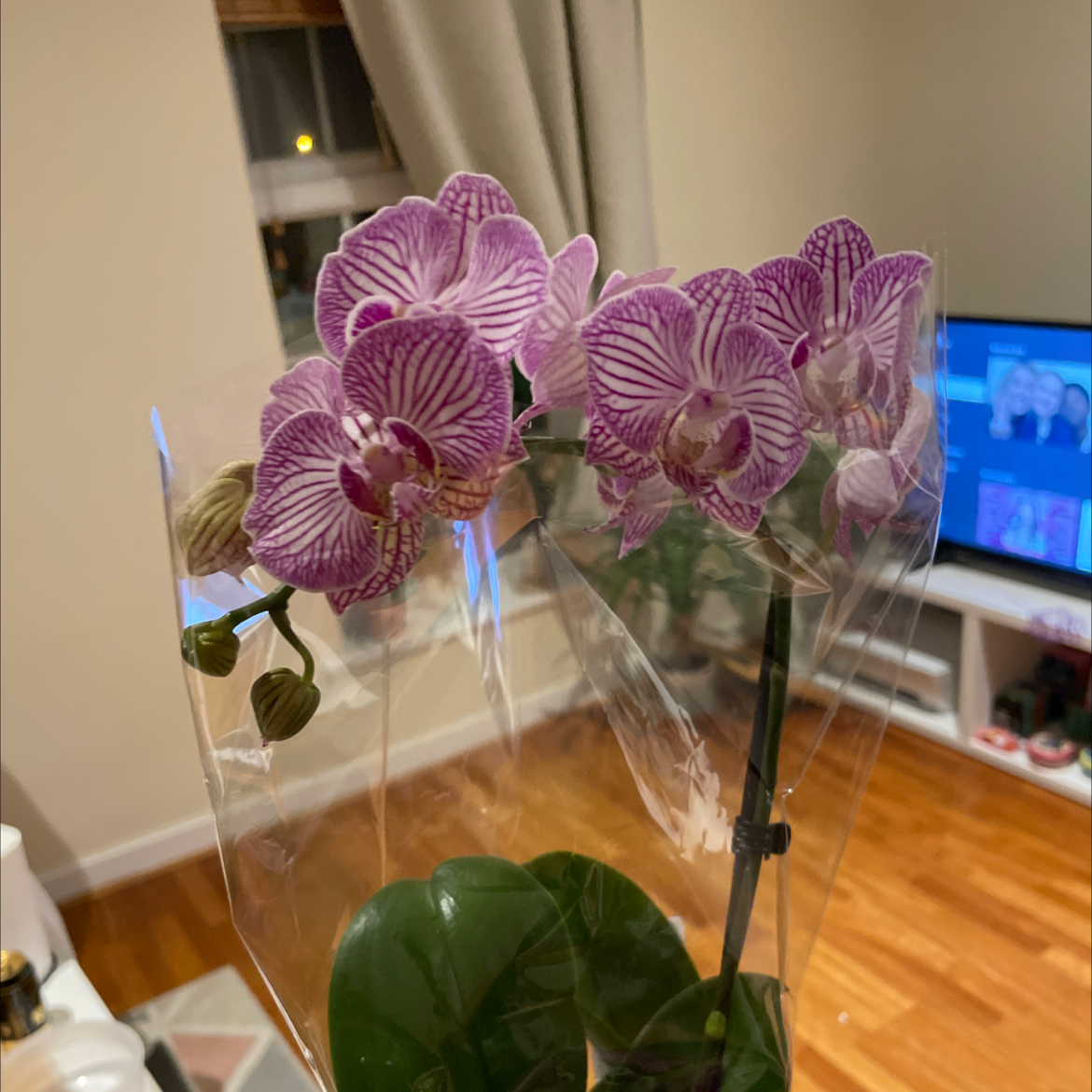 Photo of the plant species Fairy Slipper Orchid by @meeemaiii named six ❤️ on Greg, the plant care app