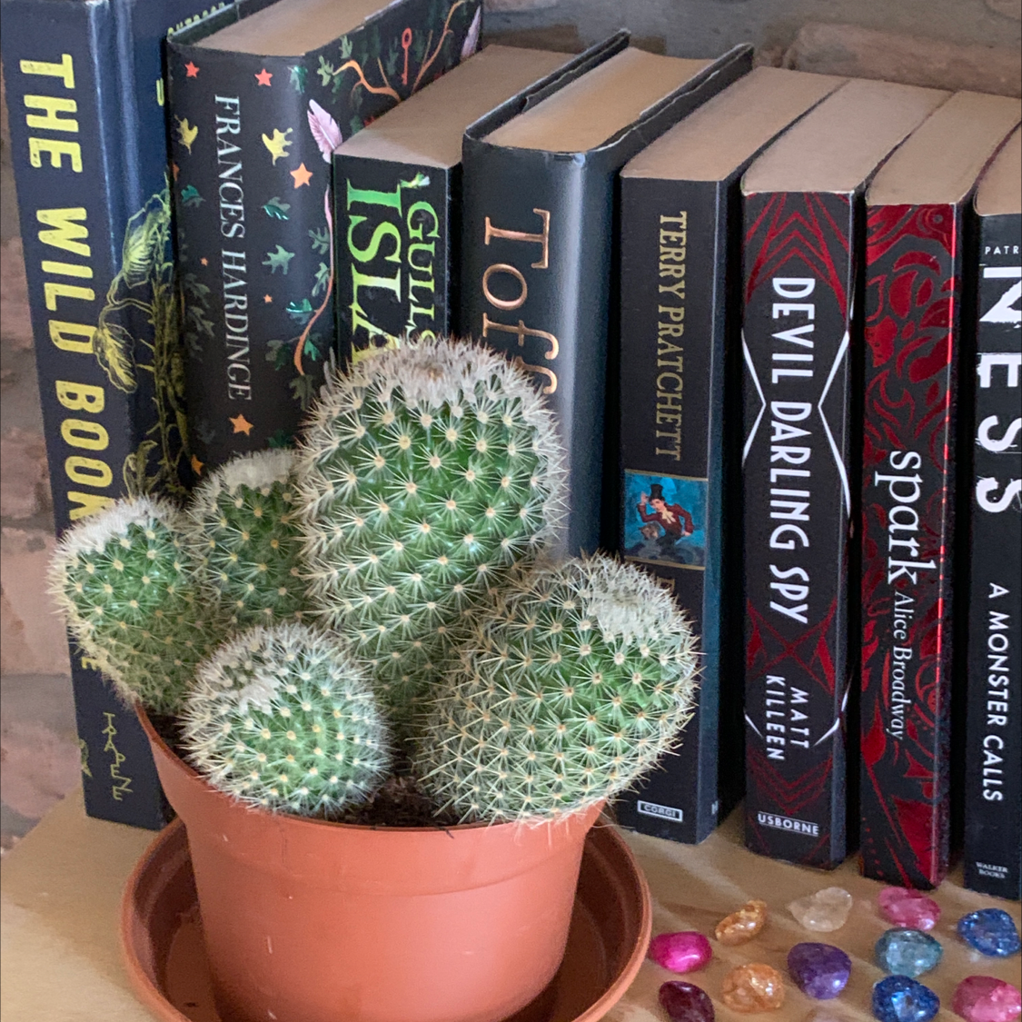 A healthy Twin Spined Cactus in a pot, placed in front of a row of books.