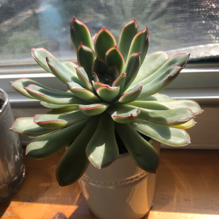 Pearl Echeveria succulent in a pot on a windowsill with red-tipped leaves.