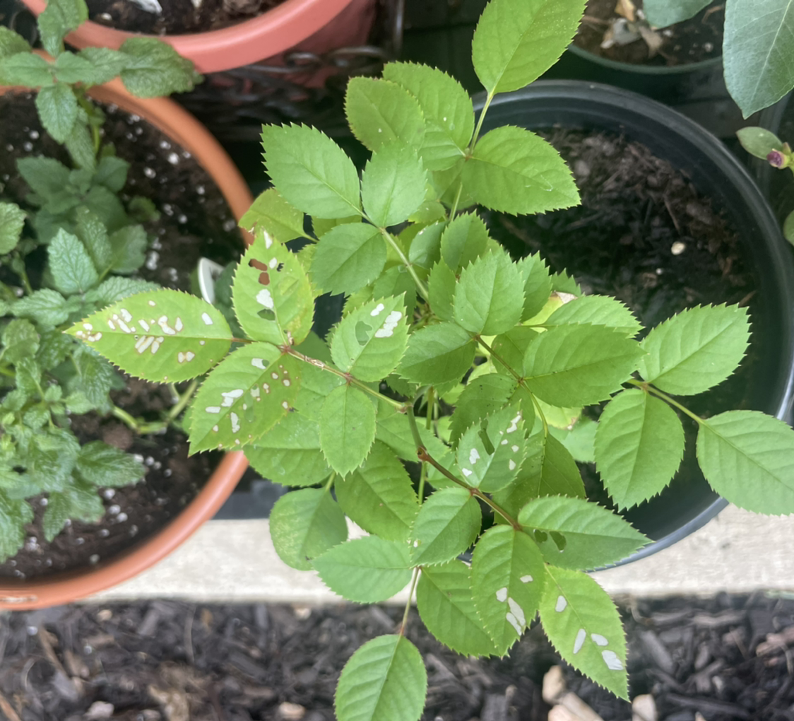 Dog Rose plant with green leaves and some white spots, potted and surrounded by other plants.