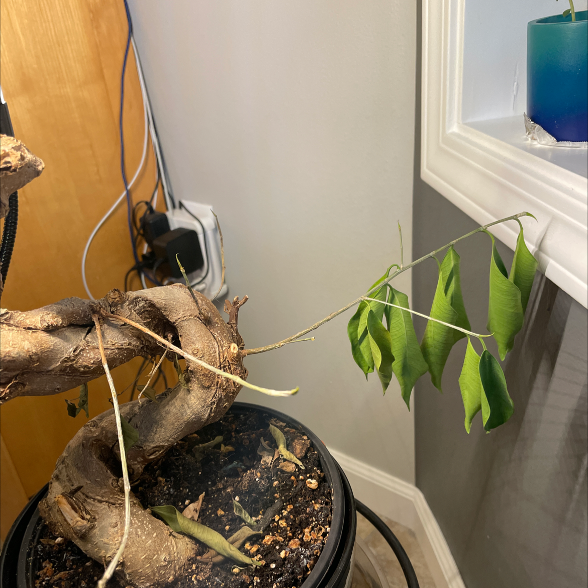 Potted umbrella tree with full green canopy and slight yellowing on some leaflets, situated on a shelf by a window.