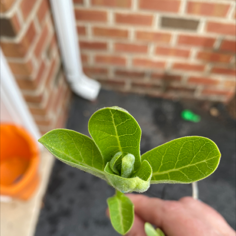 Close-up of a healthy Common Milkweed plant with green leaves.