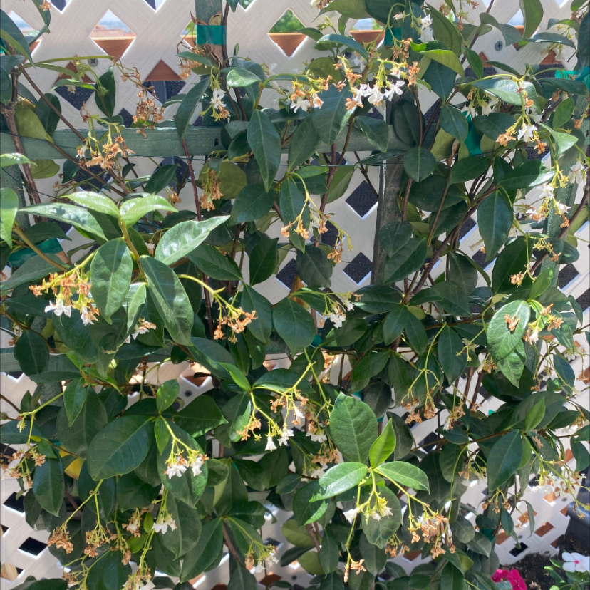 Photo of the plant species Star Jasmine by @evanpickett named Star jasmine on Greg, the plant care app