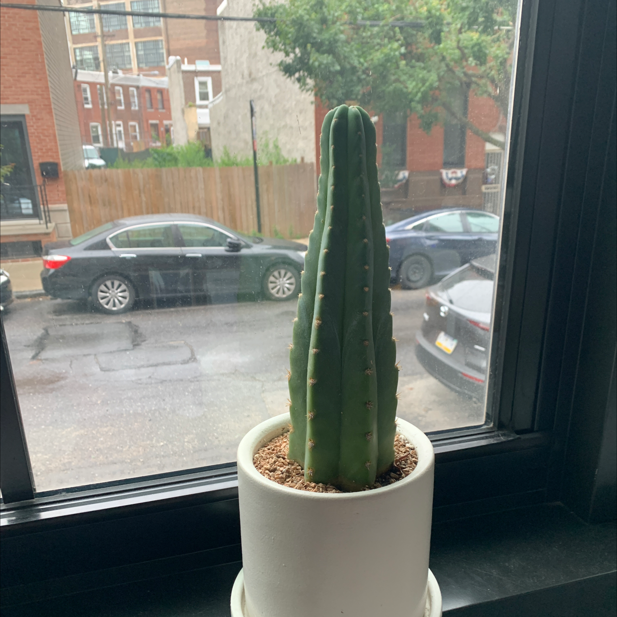 San Pedro Cactus in a white pot on a windowsill with a street view in the background.