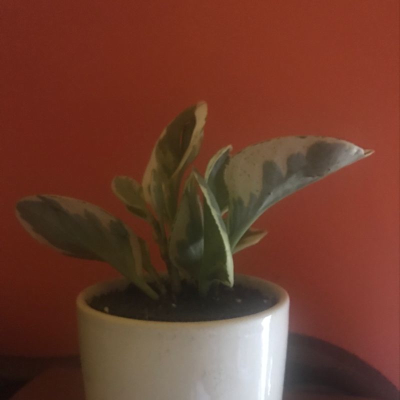 Plant care for Snake Vine on Greg, the plant care app
