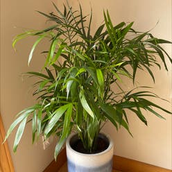 Cat Palm plant