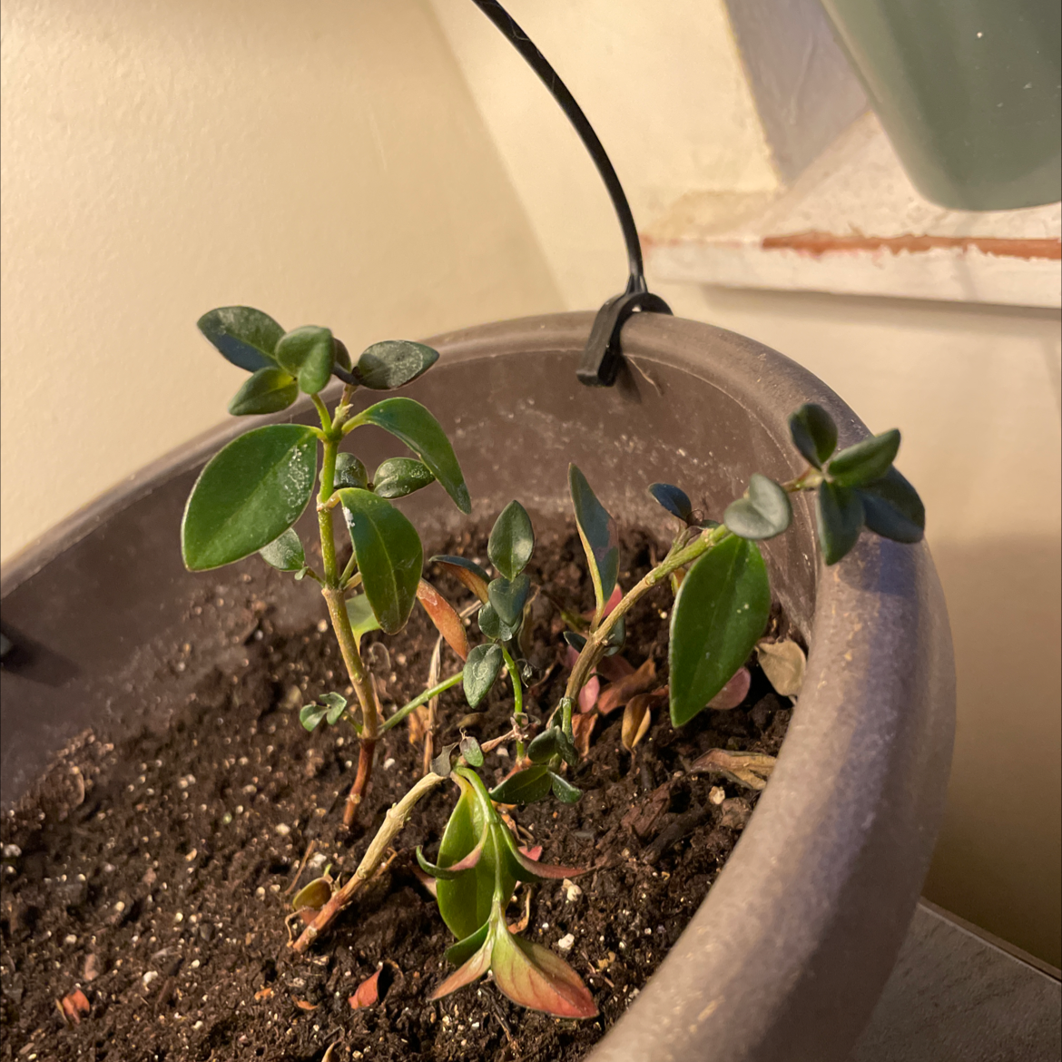 Potted Goldfish Plant with some yellowing and browning leaves, visible soil.