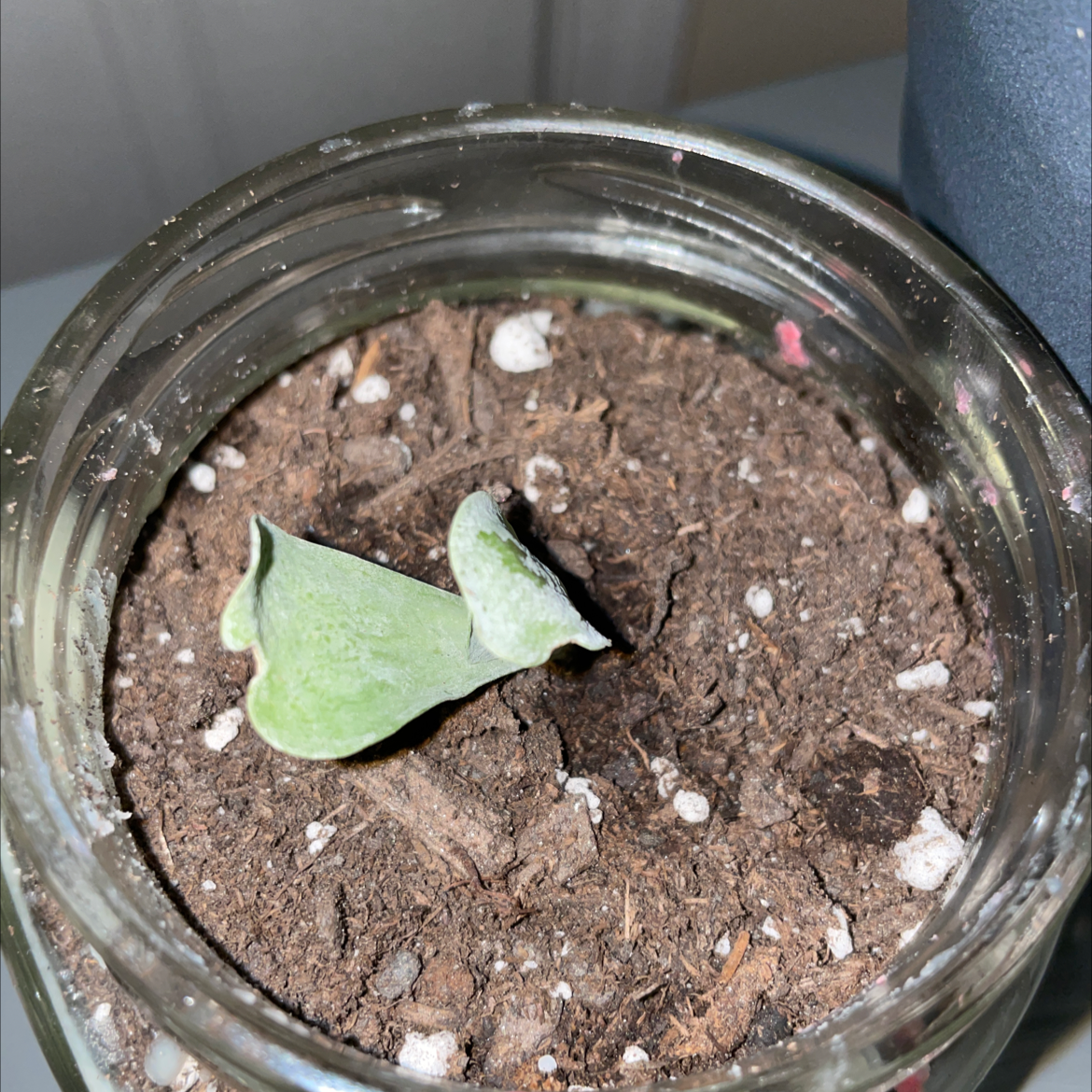 Small Flapjacks plant in a glass container with visible soil.
