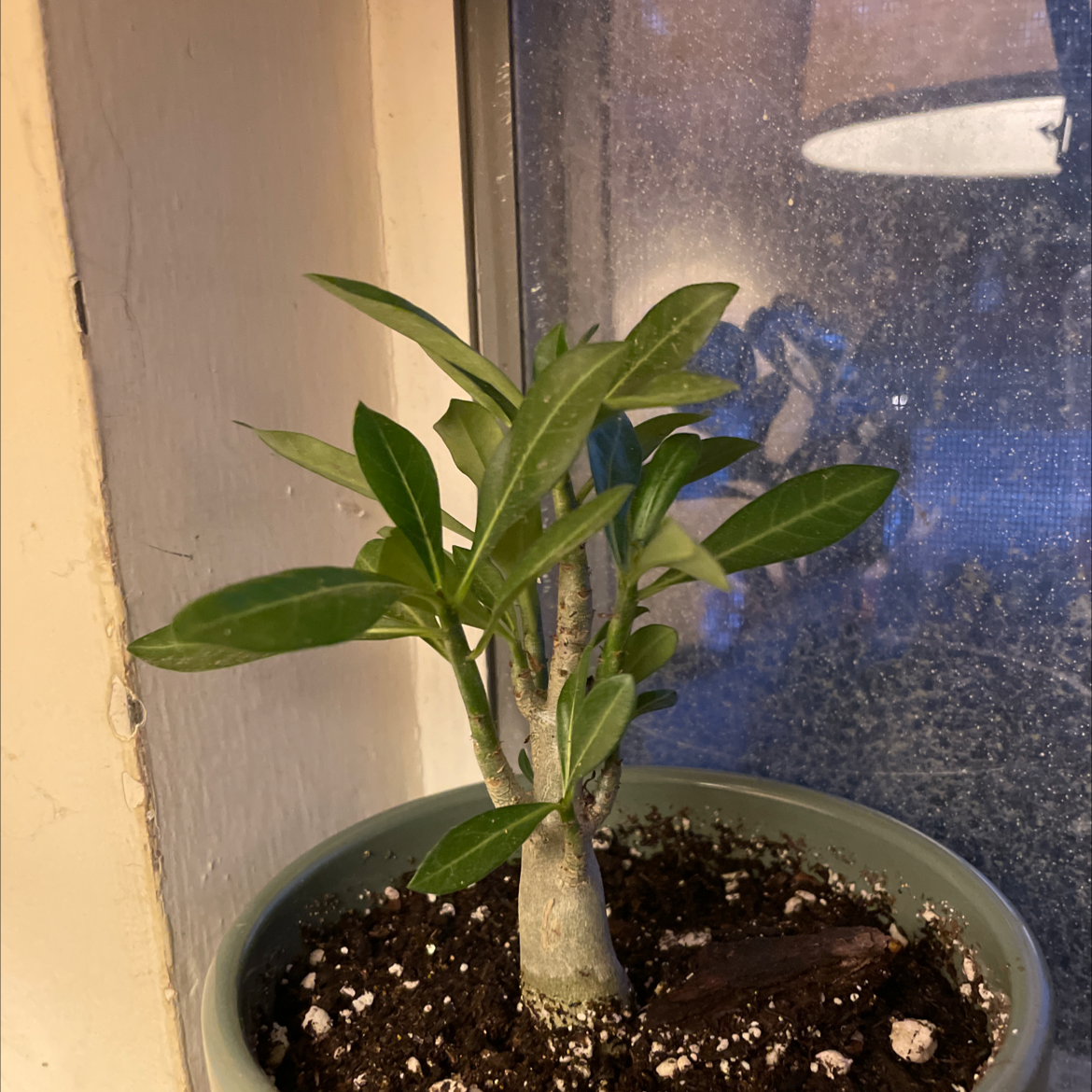 A healthy Desert Rose Plant in a pot with visible soil, placed near a window.