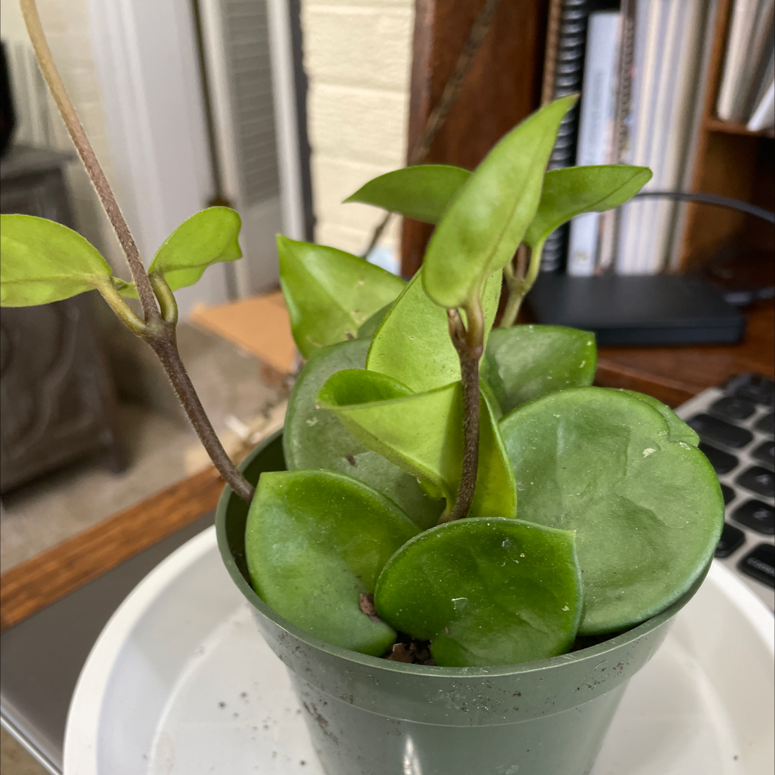 Potted Chelsea Hoya plant with thick green leaves, well-framed and healthy.
