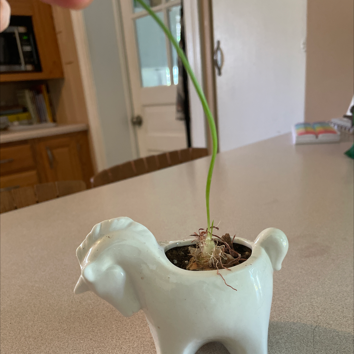 Frizzle Sizzle plant in a decorative animal-shaped pot with a long, thin green stem. Kitchen background.