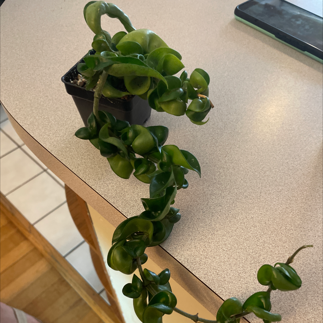 Photo of the plant species Hoya carnosa 'Compacta' by @Renegadegardener named Aarna on Greg, the plant care app