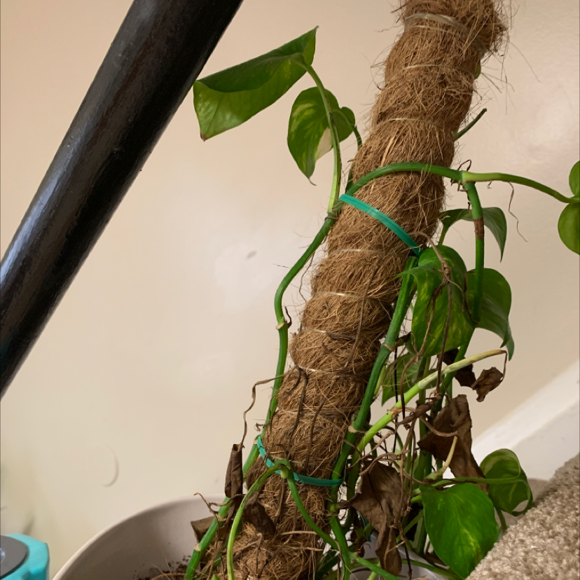 Taro Vine plant photo by Jazmine named AJ on Greg, the plant care app.