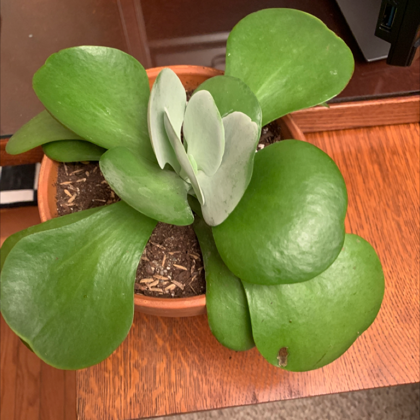 Flapjacks plant (Kalanchoe thyrsiflora) in a pot with visible soil and a small brown spot on one leaf.