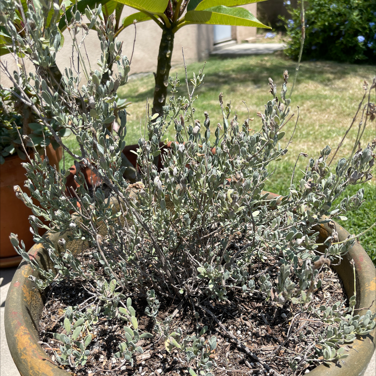 Photo of the plant species Salvia Pachyphylla by Beverly named Your plant on Greg, the plant care app