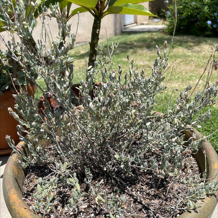 Photo of the plant species Blue sage by Beverly named Your plant on Greg, the plant care app