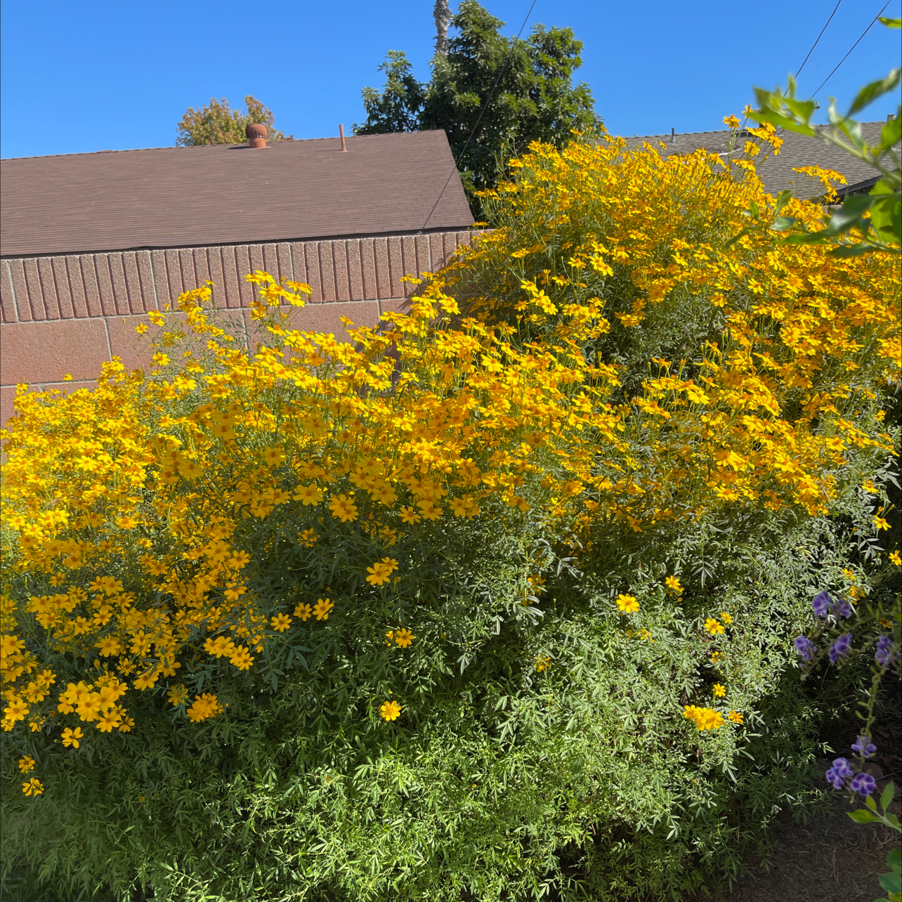 Photo of the plant species Lemmon's marigold by Beverly named Mexican Marigold on Greg, the plant care app