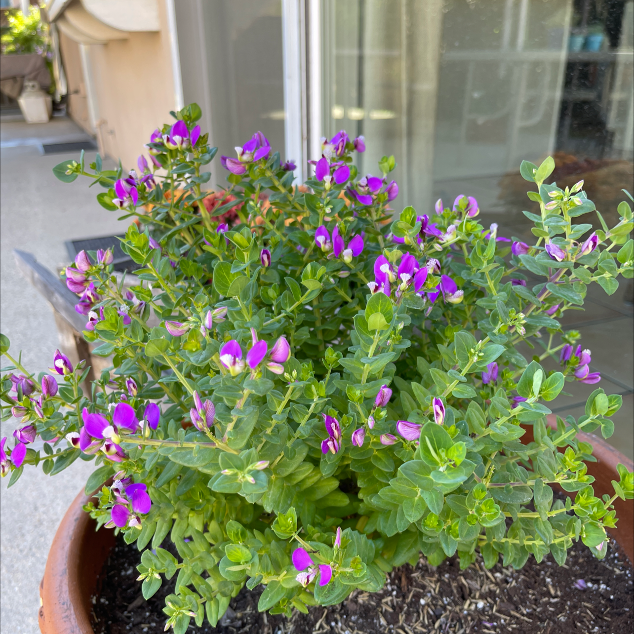 Healthy Myrtle-Leaf Milkwort plant with vibrant green leaves and purple flowers in a pot.