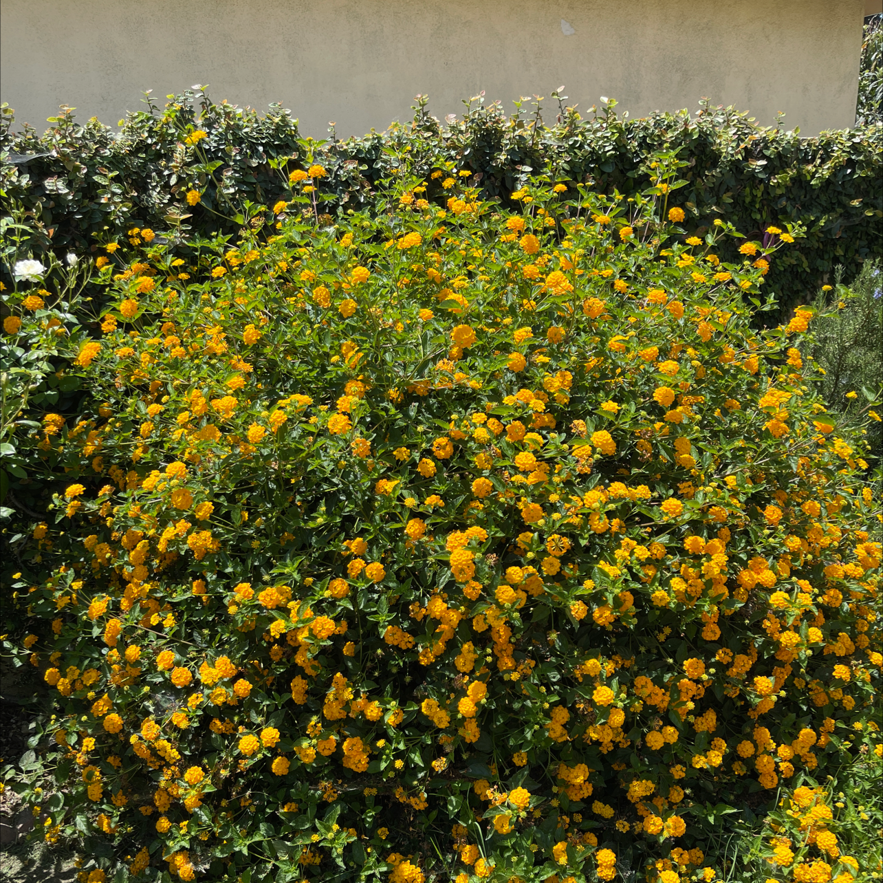 Why Are There Brown Spots on My Trailing Lantana Leaves?