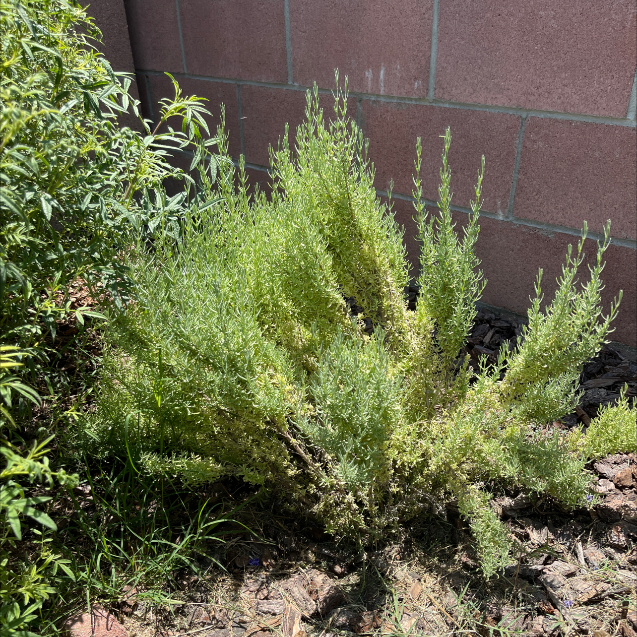 Photo of the plant species Silver Sagebrush by Beverly named Your plant on Greg, the plant care app
