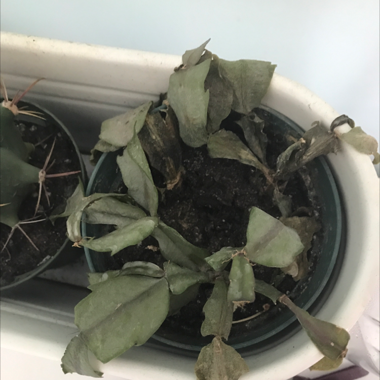 False Christmas Cactus plant photo by Rachel named Bauble on Greg, the plant care app.