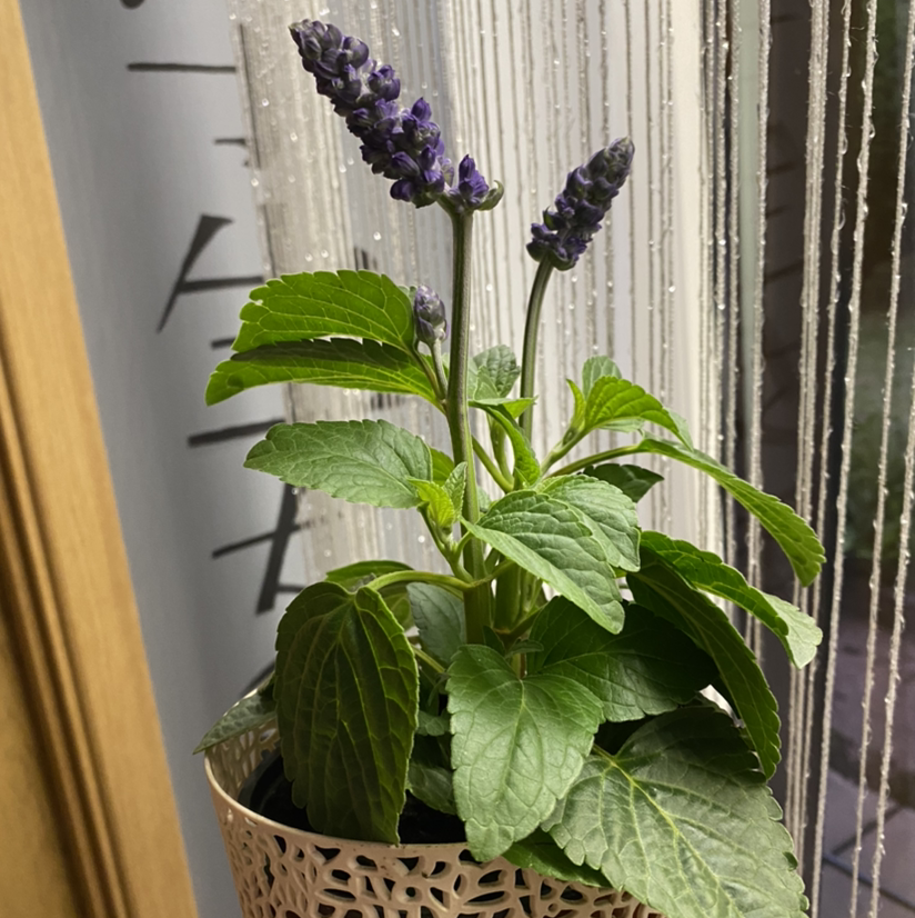 Potted Mealycup Sage plant with green leaves and purple flower spikes near a window.