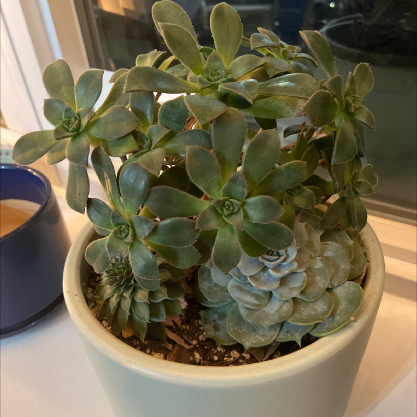 Potted Haworth's Aeonium with multiple green rosettes, healthy and well-framed.