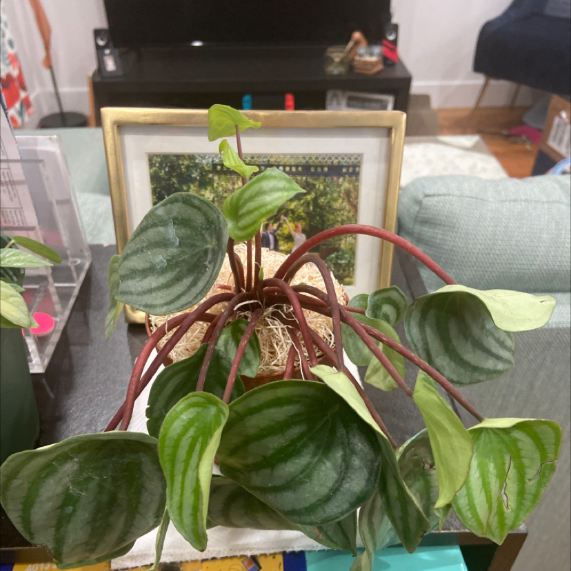 Watermelon Peperomia plant with green leaves and dark green stripes, indoors on a table.