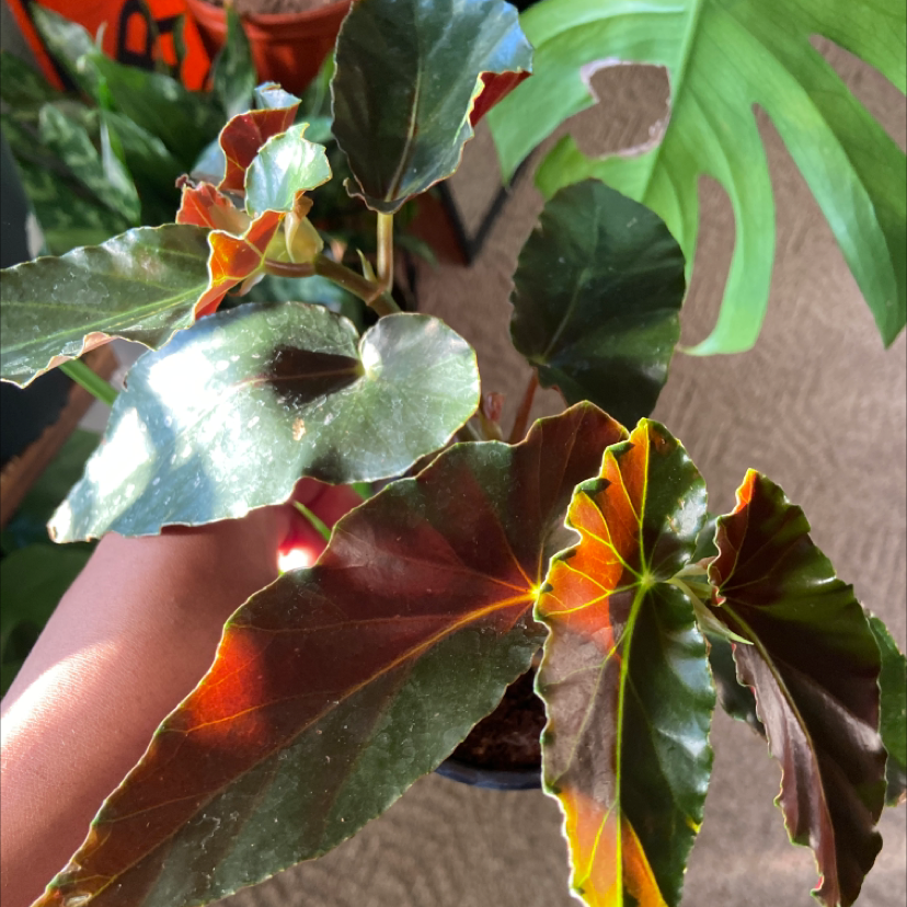 💃 Why Are My Polka Dot Begonia Leaves Falling Over?
