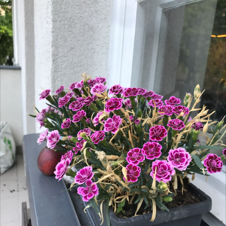 Border Carnation plant with vibrant pink flowers and some yellowing and browning leaves in a rectangular pot.
