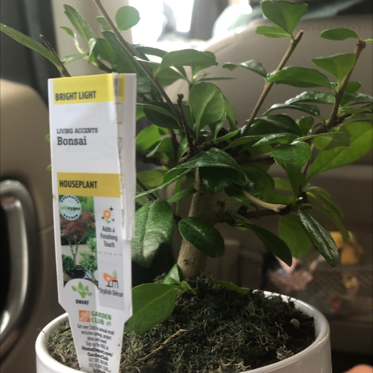 Ficus Ginseng plant photo by @merp named merp on Greg, the plant care app.